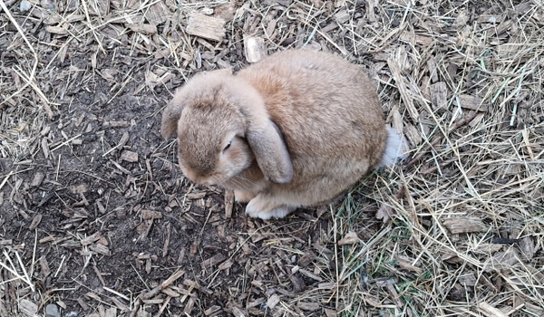 You can pet the pet rabbit Haley at Horsens City Camping