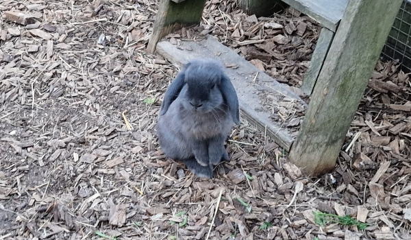 The pet rabbit Smokey is the cheeky rabbit at Horsens City Camping
